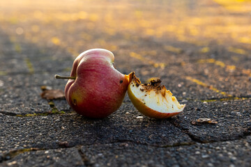 Fallen apple rests on cracked pavement during golden hour, showcasing nature's cycle of decay and...