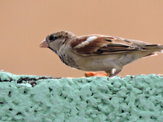 Closeup Beautiful Sparrow Bird Natural