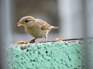 A Baby of Sparrow Eating Food