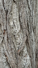 Close up of rough textured tree bark showing natural patterns