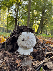 Emerging puffball mushroom growing in forest undergrowth