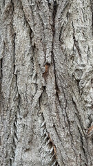 Close up view of rough grey bark showing intricate texture of nature