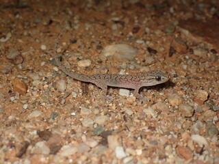 Eastern Tree Dtella (Gehyra versicolor) juvenile