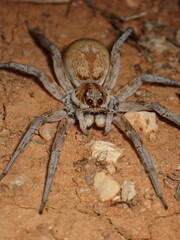 Wolf spider close up