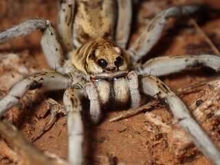 Wolf Spider close up