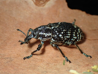 Botany Bay Weevil (Chrysolopus spectabilis) close up