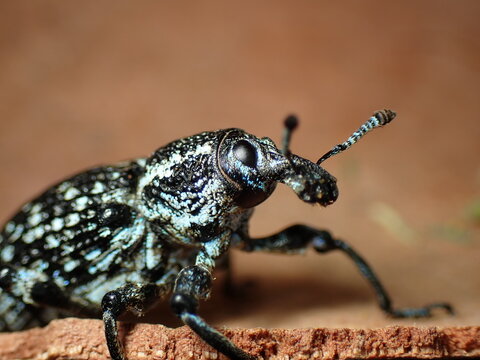 Botany Bay Weevil (Chrysolopus spectabilis) close up