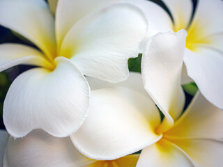 Closeup of frangipani flowers, frangipani flowers that are fully blooming with a beautiful, Blooming phumelia or Champa flower  background © NARONG