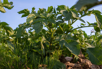 Healthy Potato Plants Thriving in a Sunlit Farm Field During Summer