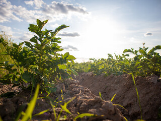 Fototapete bei efototapeten.de bestellen   