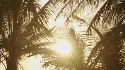 Sunset through leaves palm tree. Leaf swaying wind summer sun evening. - Powered by Adobe