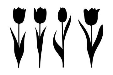 Silhouette of four tulips plant flower in full bloom