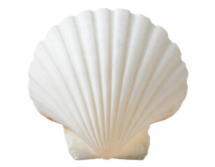 Beautiful White Scallop Seashell Cutout Isolated on Transparent Background PNG