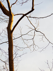 A photograph of the upper trunk and bare branches of a tall sycamore tree reaching into a pale blue sky with soft white clouds on a calm autumn day