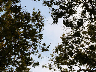 A photograph looking up through the lush green leaves of a tall sycamore tree canopy at the bright blue sky with white clouds visible between the branches