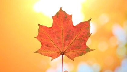 Fototapeta premium Autumn maple leaf held aloft, vibrant orange-red hue against sunlit bokeh