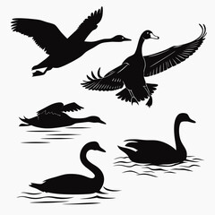 Obraz premium A collection of black silhouettes of swans and geese in various poses including flying and swimming on a white background