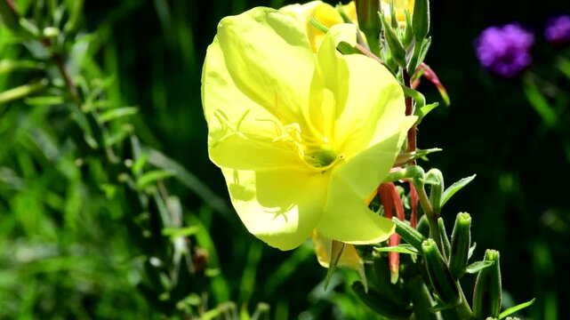 evening primrose, American medicinal plant with flower and seeds
