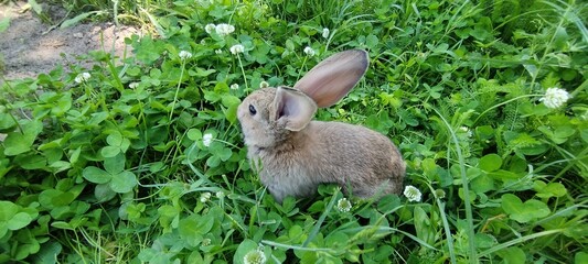  A small, cute brown rabbit with large ears sits attentively in vibrant green grass under natural sunlight