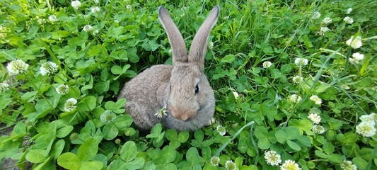  A small, cute brown rabbit with large ears sits attentively in vibrant green grass under natural sunlight