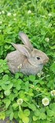  A small, cute brown rabbit with large ears sits attentively in vibrant green grass under natural sunlight