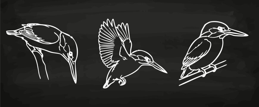 Eisvogel Lineart Vektorgrafik Kreidetafel Collage exotische V&ouml;gel Handzeichnung Illustration