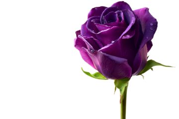 single unique, deep color vibrant violet rose isolated over white (transparent) background