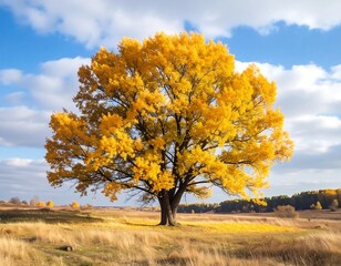 Autumn tree in a golden field