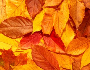Autumn leaves blanket the ground