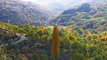 autumn landscape field trees red yellow leaves Ávila