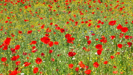 Fototapeta premium poppy fields in the springtime countryside of Alcala del Jucar 