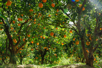 Fresh Navel Oranges Growing in Gannan Orchard with Sunlight and Green Leaves
