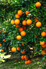 Fresh Navel Oranges Growing on Tree in Gannan Orchard - Ripe Citrus Fruit Ready for Harvest