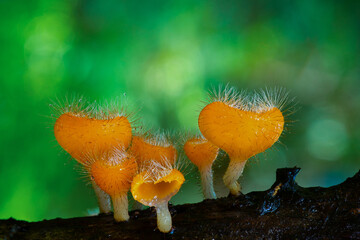 Cookeina tricholoma. Orange fungi with hairy caps grow on dark log in lush forest, creating vibrant...