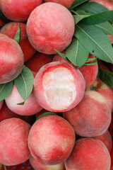 Fresh Ripe Peaches with Leaves - Sweet Summer Fruit Harvest Display