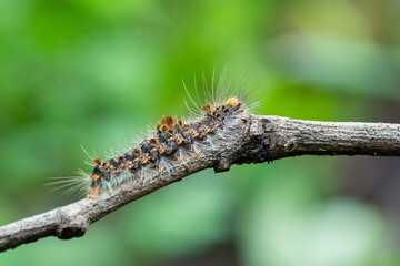 Hairy caterpillar with vibrant colors crawls along branch in lush green background