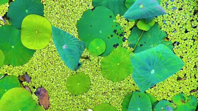 Close up bright green lotus leaves and duckweeds on water in lotus basin compound of a monastery, Thailand. 19 MAY 2025. A.M./ Real time video