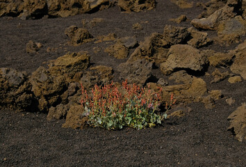 Rumex acetosella - Sorrel plant, with red flowers and green leaves thriving amidst dark, rocky volcanic terrain. Contrast between life and harsh environment. Nature, survival and unique ecosystems.