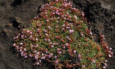 Delicate Silene sicul&ETH;&deg; flowers and green leaves thrives on dark, granular volcanic soil. Plant's resilience and beauty. Unique ecosystems, botany and ability of nature to grow in harsh environments.