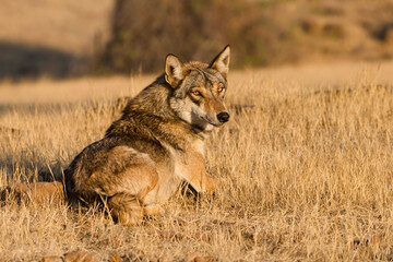 An Indian Wolf (Canis lupus pallipes), a distinct subspecies of the mammalian carnivores, spotted in Bhigwan, Maharashtra, India.