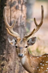Fototapeta premium A spotted deer (Axis axis), native mammal spotted in Uttarakhand, India.