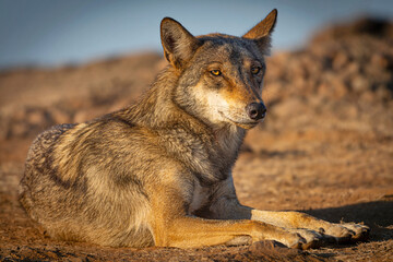 The Indian Wolf (Canis lupus pallipes), a mammalian native, captured in the grasslands of Bhigwan, Maharashtra, India.