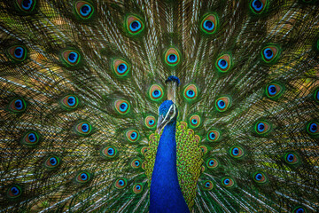 Obraz premium Indian peafowl (Pavo cristatus) captured in its natural habitat at Pench, India.