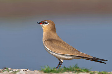 A Small Pratincole, scientifically known as Glareola lactea, is seen in Bhigwan, Maharashtra, India.