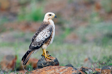 Sub-adult White-eyed Buzzard (Butastur teesa) spotted in Bhigwan, Maharashtra, India.
