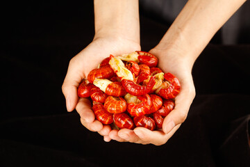 Fresh Cooked Crawfish Crayfish Tails with Yellow Meat in Hands Louisiana Seafood