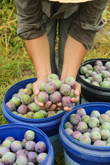 Farmer Harvesting Fresh Plums from Orchard - Joy of Picking Ripe Fruit in May