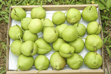 Fresh Green Pears from Shaanxi Province China - Early Harvest Crop in Wooden Crate
