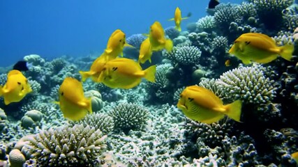 A vibrant school of yellow fish swims gracefully over a beautiful coral reef, showcasing marine life diversity. - Powered by Adobe