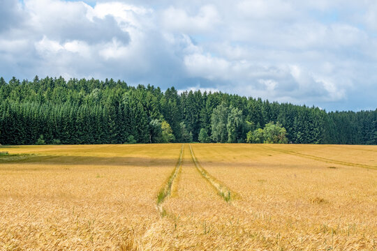 Ripe wheat field and forest in the background.
